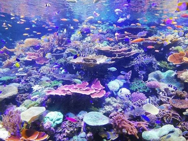 Comment visiter une pisciculture ?