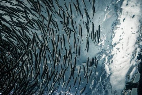 Comment l'aquaculture peut-elle être durable ?