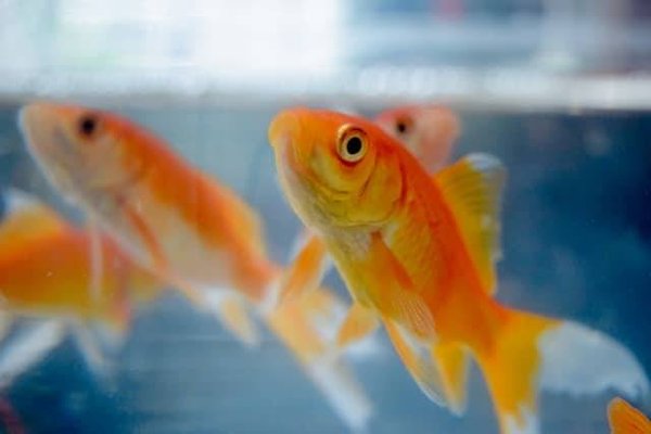Qu'est-ce que la certification Aquarea pour les piscicultures ?