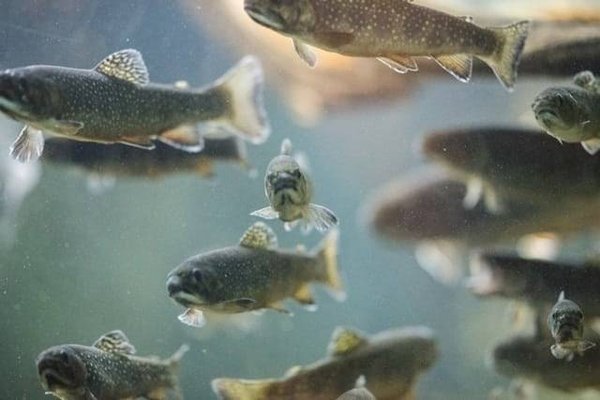 Comment la certification Aquarea favorise-t-elle l'aquaculture responsable ?
