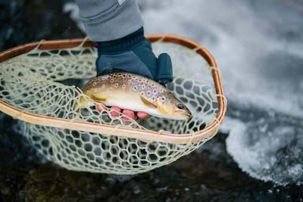 Comment choisir une truite fraîche ?