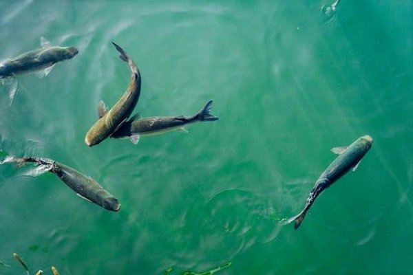 Comment assurer la traçabilité des produits de la pisciculture ?