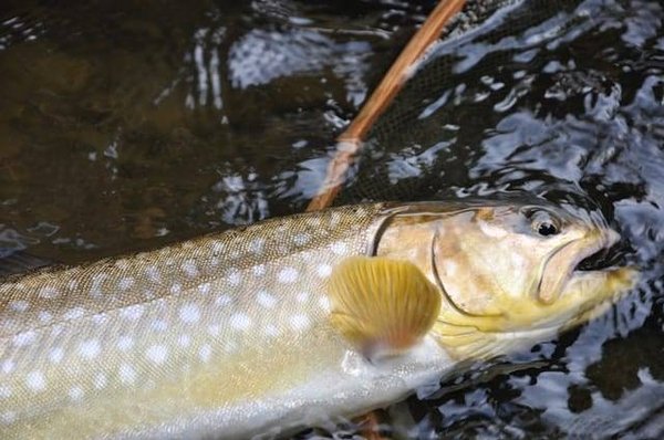 Comment se déroule la reproduction des truites en pisciculture ?