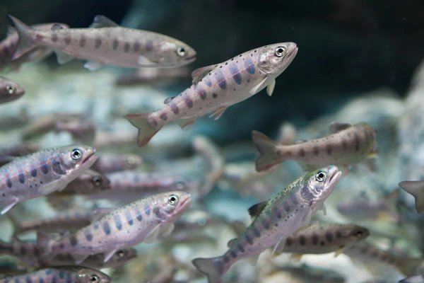 Quelles sont les différentes variétés de truites élevées en pisciculture ?