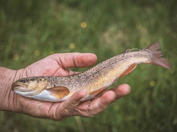 Quelle est l'histoire de la pisciculture ?