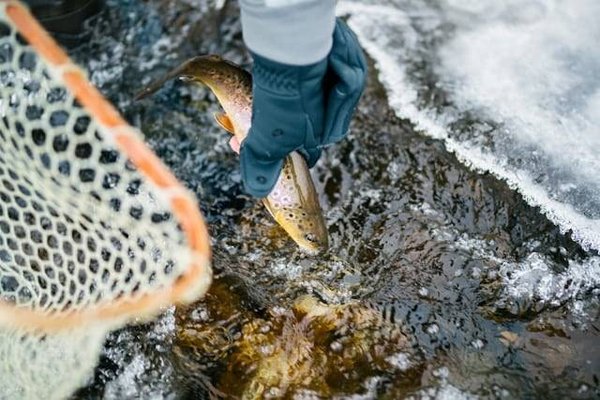 Quelles sont les différentes techniques d'élevage en pisciculture ?